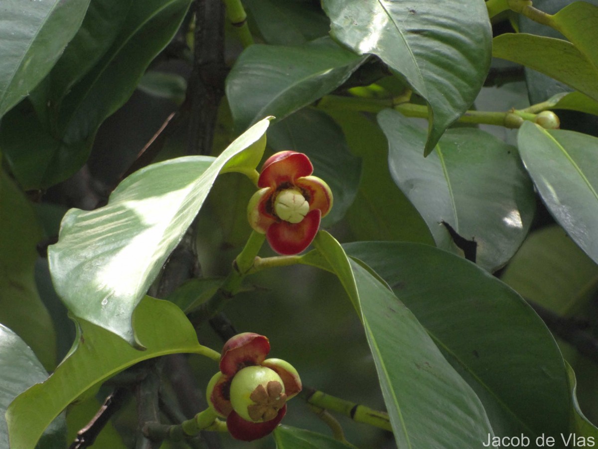 Garcinia mangostana L.